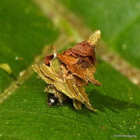 Bagworm Caterpillar Psychidae Sp Bagworm Moth Caterpillar, Bagworm Moth, Weird Insects, Macro Photography Insects, Geometry In Nature, Cool Insects, Bug Collection, Types Of Insects, Nature Projects