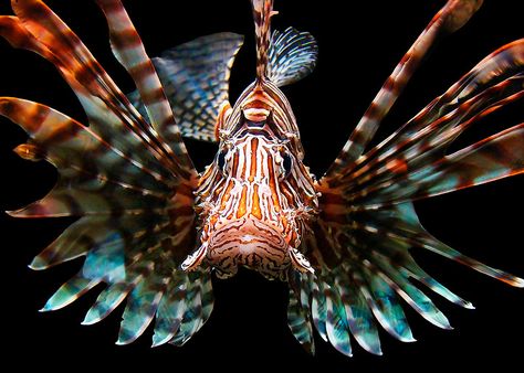 LIONFISH by Michael Sheridan Life Under The Sea, Salt Water Fishing, Salt Water Fish, Lion Fish, Beautiful Sea Creatures, Marine Fish, Underwater Creatures, Underwater Life, Exotic Fish