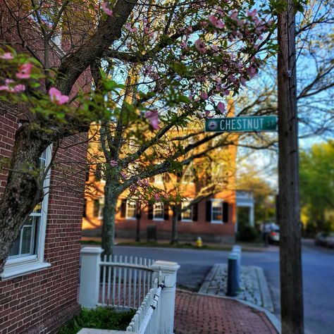 @williamraye1 shared a photo on Instagram: “Springtime on Chestnut Street...Salem - May 2020 #Signs #ChestnutStreet #Spring #SpringInSalem #Salem #SalemMa” • May 21, 2020 at 1:49am UTC Salem Massachusetts Spring, Salem Massachusetts, Salem Ma, Halcyon Days, Street Signs, May 21, Spring Time, Massachusetts, Chestnut