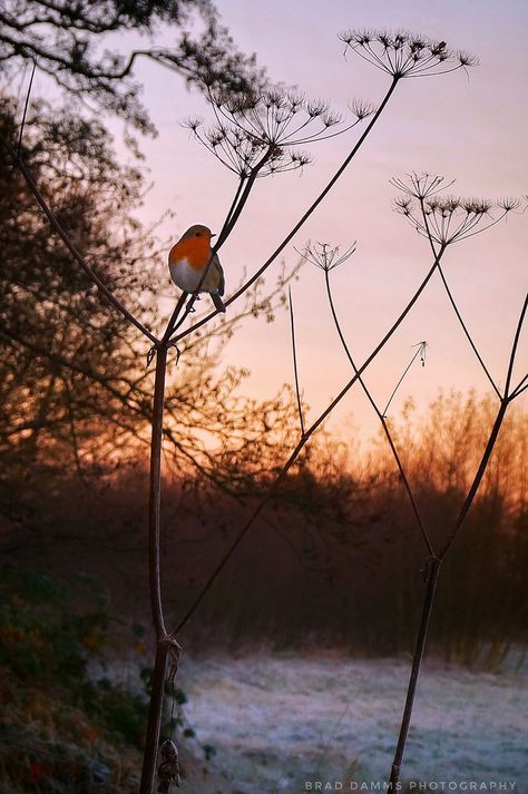 Robin Astethic, Robin Bird Aesthetic, Robin Aesthetic, Emily Aesthetic, Autumn Hygge, Robin Photography, Robin Pictures, Christmas Decs, British Birds