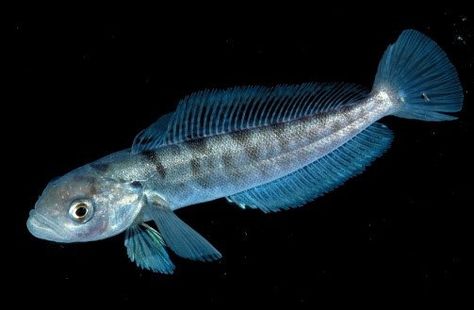 antarctic fish | Icefish can’t keep their cool in warm water | oceanbites Marine Organism, Deserts Of The World, Reactive Oxygen Species, Sea Ice, Southern Ocean, Marine Fish, Sea Lion, Ocean Creatures, Ocean Animals