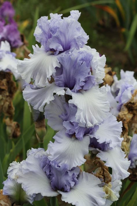 Irises forum: Your Favorite Blyth Irises? - Garden.org Iris Flowers Garden, Gladioli, Iris Garden, Nothing But Flowers, Moon Garden, Flower Therapy, Flower Names, Bearded Iris, Rare Flowers