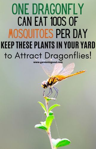 Attract Dragonflies, Mosquito Plants, Mosquito Repelling Plants, Garden Yard Ideas, Years Younger, Butterfly Garden, Lawn And Garden, Permaculture, Outdoor Plants