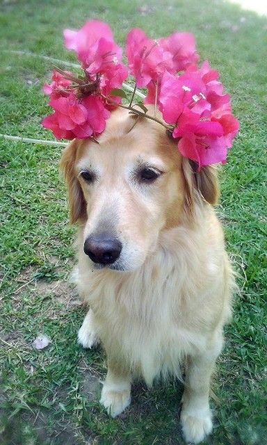 Tara cute golden retriever, crown of flowers, nature, animals, dogs, fashion Playful Animals, Crown Of Flowers, Cute Golden Retriever, Bird Dog, Dog Heaven, Do Cute, Animals Dogs, White Puppies, Favorite Animals