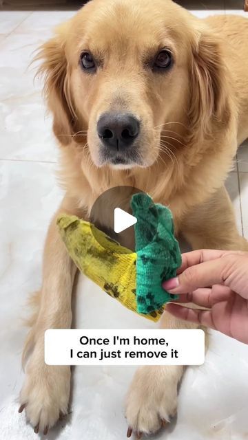 Howlsyourday on Instagram: "Get this Bandage Shoe to keep your dog's paw clean and safe!!🐾🐶" How To Clean Dog Paws, Paw Cleaner, October 20, Dog Stuff, Dog Paws, Pet Care, A Dog, Pet, Dogs