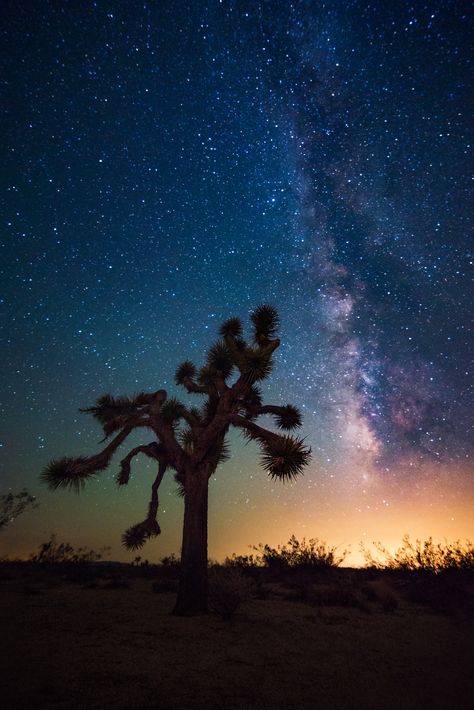 Joshua Tree Night Sky, Joshua Tree Painting, Joshua Tree Tattoo, Angel Altar, Desert Stars, Desert At Night, Joshua Trees, Joshua Tree House, Sonora Desert