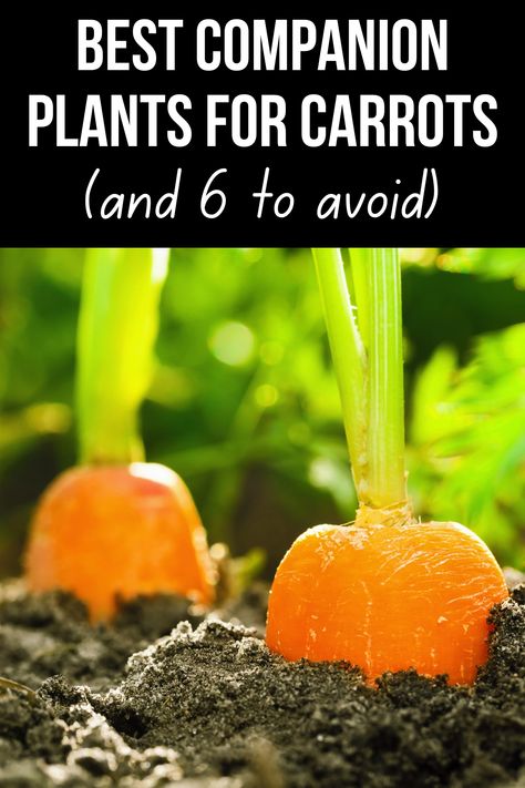 What To Plant With Carrots, Carrots Planting Growing, How To Grow Carrots In A Pot, Growing Carrots From Carrot Tops, Planting Carrots Cornstarch, Companion Planting Carrots, Companion Plants For Carrots, Carrot Planting Tips, Carrot Companion Planting