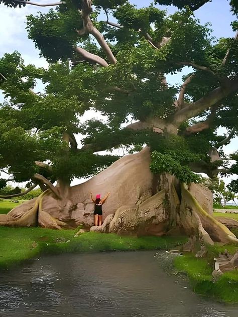 Ceiba Tree, Vieques Puerto Rico, Bioluminescent Bay, Old Tree, Island Holiday, Island Getaway, Caribbean Islands, Sandy Beaches, Tree House