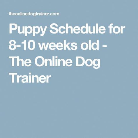 Puppy Training Guide, Puppy Schedule, Puppy Training Schedule, Puppy Life, House Training Puppies, Crate Training Puppy, Puppy 101, Puppy Tips, Train A Puppy