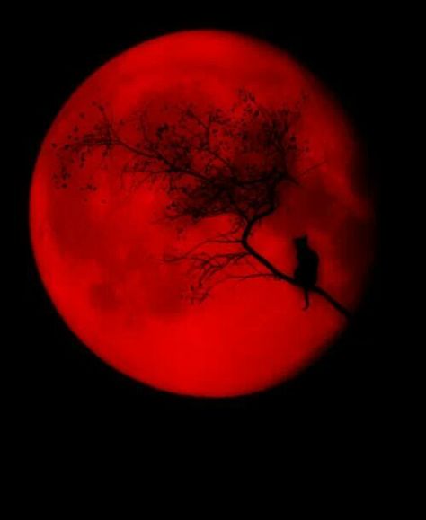 Blood Moon The Magic Faraway Tree, Faraway Tree, Shoot The Moon, Slaap Lekker, Red Moon, Blood Moon, Beautiful Moon, Red Wallpaper, Red Aesthetic