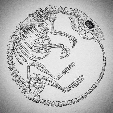 Stile Pin Up, Bone Drawing, Rat Tattoo, Cat Skeleton, Skeleton Drawings, Bone Tattoos, Animal Skeletons, Skeleton Tattoos, Skeleton Art