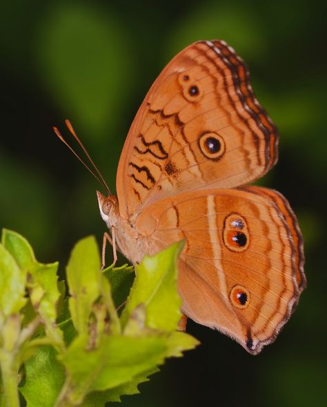 Peacock Pansy Butterfly, Butterflies Images, Beautiful Butterfly Images, Butterfly Transformation, Amazing Insects, Pretty Butterflies, Most Beautiful Butterfly, Flying Flowers, Power Animal