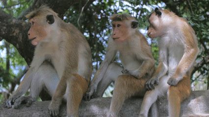 Gif Banner Discord, Monkey On Tree, Hug Gif, Group Hug, Banner Discord, Monkeys, Kangaroo, Gif, Birds