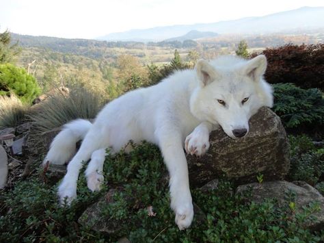 Lobo branco. Wolf Hybrid, Arctic Wolf, Wolf Photos, Wolf Love, Wild Wolf, Wolf Pictures, Wolf Spirit, Beautiful Wolves, White Wolf