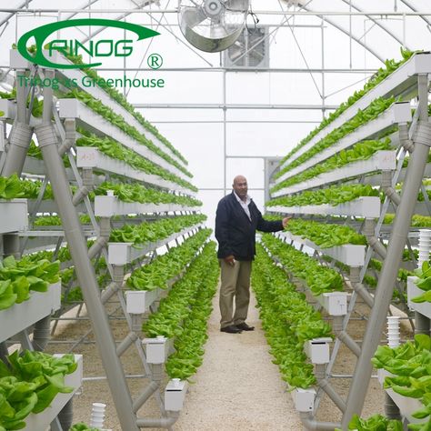 Trinog Greenhouse patented Home Garden vertical plant A frame Hydroponics cultivation for green lettuce https://m.alibaba.com/product/1653764172/Trinog-Greenhouse-patented-Home-Garden-vertical.html?__sceneInfo={"cacheTime":"1800000","type":"appDetailShare"} Slope Farming, Greenhouse Size, Nft Hydroponics, Tomato Planting, Modern Greenhouses, Garden Vertical, Commercial Greenhouse, Smart Farm, Hydroponic Systems