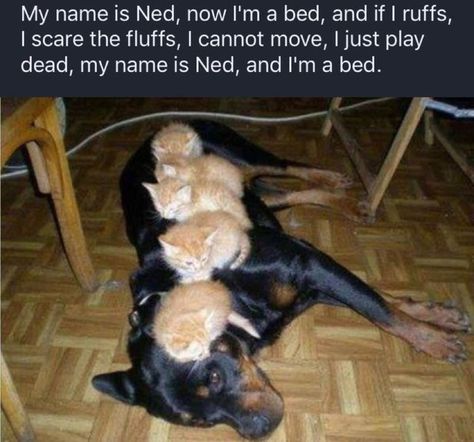 Funny Creatures, Two Kittens, Dog Jokes, Office Memes, Söt Katt, Funny Animal Photos, Cutest Animals, Funny Animal Jokes, Memes Humor