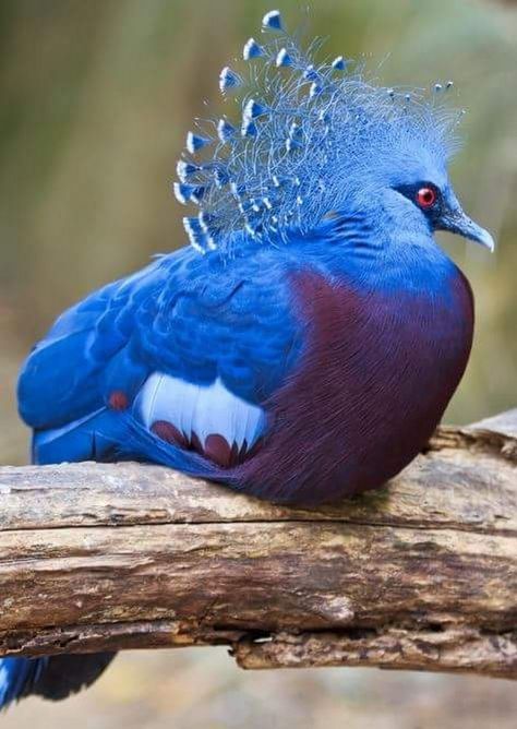 Crowned Pigeon, Most Beautiful Birds, Bird Watcher, Rare Birds, Rare Animals, Bird Pictures, Exotic Birds, Pretty Birds, Bird Photo