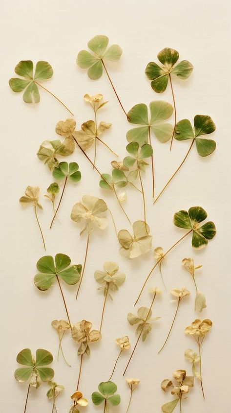 Clover leaves herbs plant leaf. | premium image by rawpixel.com Lucky Clover Aesthetic, 4 Leaf Clover Aesthetic, Four Leaf Clover Background, Four Leaf Clover Wallpaper, Clover Aesthetic, Clover Leaves, Vintage Clover, 4 Leaves, Plant Aesthetic