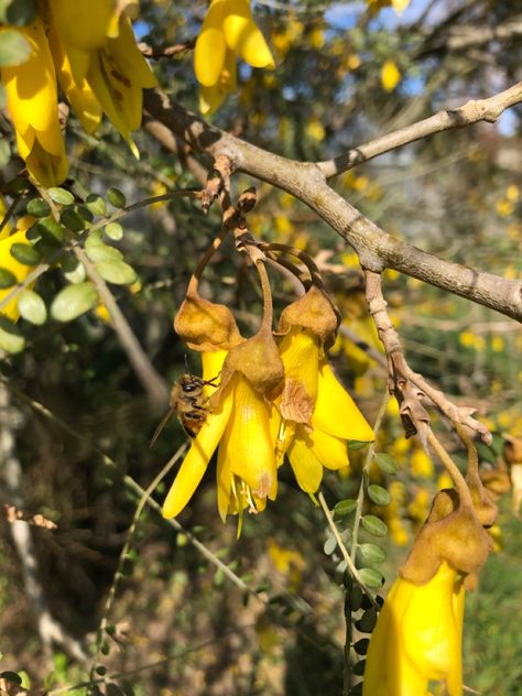 Some Kowhai trees in full bloom. Bees love the flowers. September 2022, In Full Bloom, Plant Sale, Private Garden, The Flowers, Bee, Trees, Plants, Flowers