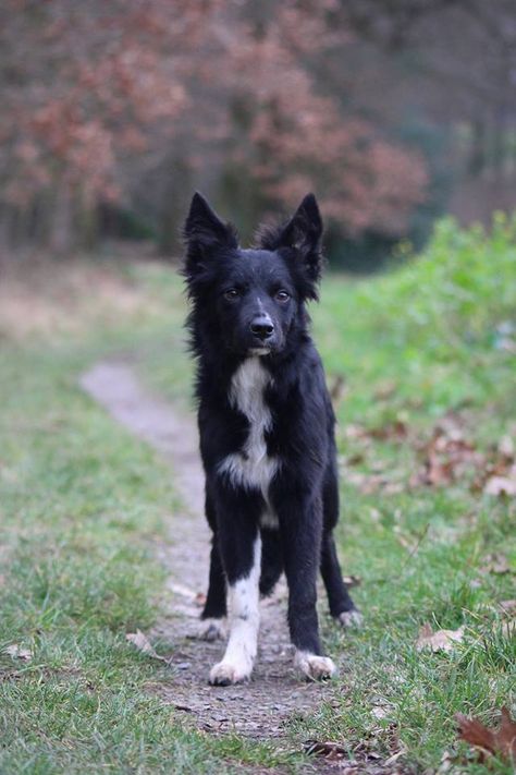 Black Border Collie, Border Collie Black, White Retriever, White Dog Breeds, All Black Border Collie, Border Collie Farm Dog, Black And White Border Collie, White Border Collie, Border Collie Black And White