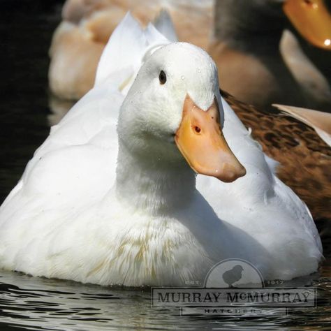 Pekin Ducks, Pekin Duck, Hobby Farm, Aquatic Animals, Fantasy Monster, Hobby Farms, Urban Farming, Ducks, Cute Animals