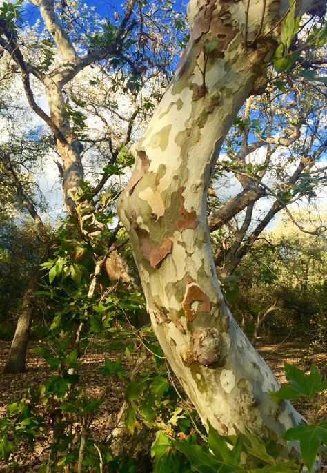 Sycamore Tree Painting, Sycamore Tree Drawing, Sycamore Tree Aesthetic, Microscopic Creatures, Sycamore Trees, Chinoiserie Patterns, Bathroom Mural, Tree Identification, Sycamore Tree