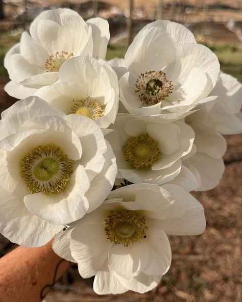 White Anemones! Just divine! Anemone Aesthetic, Flower List, White Anemones, Green Knight, List Of Flowers, White Anemone, Anemone Flower, Fall Floral, Anemone