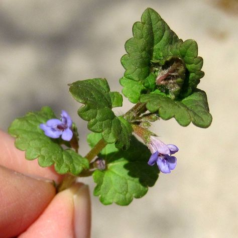 If you're a homeowner or gardener, chances are you've encountered the dreaded Creeping Charlie at some point in your life. This invasive weed can quickly take over your lawn and garden, leaving you frustrated and Creeping Charlie, Edible Weeds, Wild Foraging, Food Foraging, Edible Wild Plants, Wild Harvest, Wild Edibles, Plant Identification, Wild Food