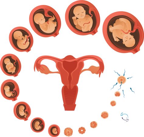 Consulta tu semana del embarazo en el especial de la Dra. María de la Calle Fernández-Miranda #embarazo #embarazada #desarrollobebé #semanaasemana #feto #bebé #Natalben Pregnancy Illustration, Human Embryo, Birth Art, Pregnancy Art, Pregnancy Care, Baby Art, Anatomy Art, Free Vector Graphics, Baby Photoshoot