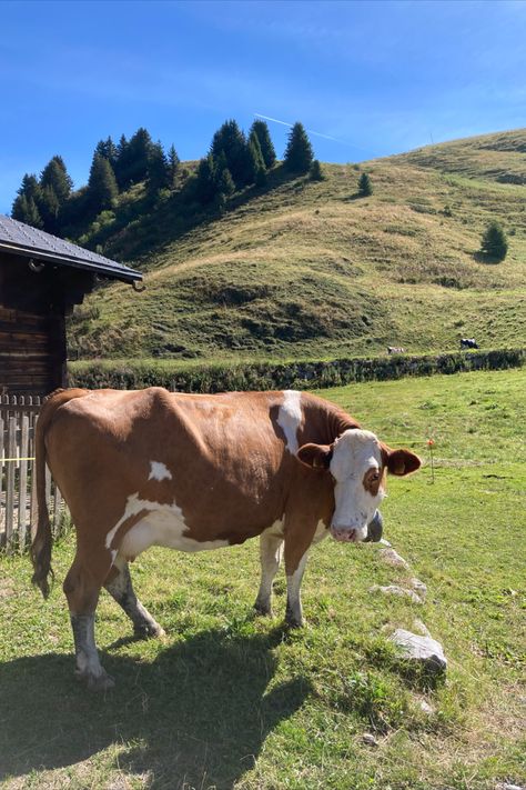 #switzerland #mountains #montagne #cow #cute #animals #swissalps #summeralps #hike Switzerland Cows, Switzerland Animals, Cow Cute, Switzerland Mountains, Cow Photos, Swiss Alps, Mother Nature, Animals And Pets, Switzerland