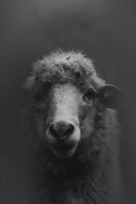 Sheep Images, Sheep Pictures, Horror Black, Grey Nature, Church Graphics, Church Graphic Design, Mountain Goat, Church Design, Bible Art