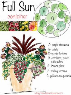 all my friends are flowers: full sun container planting plan, annuals Licorice Plant, Gemüseanbau In Kübeln, Patio Flowers, Container Garden Design, Full Sun Plants, Container Gardening Flowers, Planting Plan, Low Maintenance Landscaping, Sun Plants