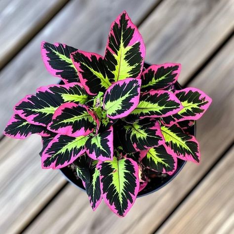 Home Garden & Flower 🌹 🏠🏡 | Coleus 'Black Dragon' | Facebook Black Dragon Plant, Black Dragon Coleus, Coleus Black Dragon, Trailing Coleus, Gothic Plants, Greenhouse Room, Coleus Plants, Black Succulents, Potted Plants Patio