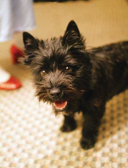 Cairn Terrier Puppies, Cairn Terriers, Terrier Puppies, Terrier Puppy, Cairn Terrier, The Wizard Of Oz, American Kennel Club, The Wizard, Isle Of Skye