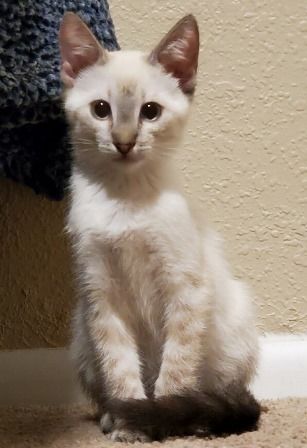 Cat for adoption - Oliver, a Siamese in Mesa, AZ | Petfinder Cats For Adoption Near Me, Cats For Adoption, Adoption Form, Siamese Kittens, Cuddle Buddy, Gilbert Az, Helping The Homeless, Mesa Az, Siamese Cats