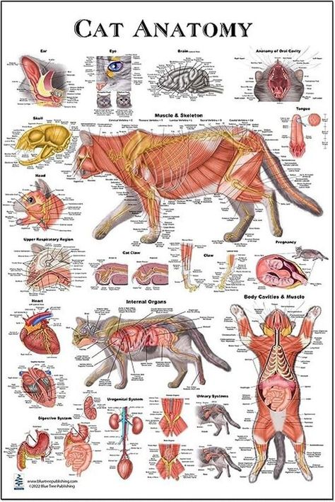 Animal Physiology, Anatomy Organs, Feline Anatomy, Cat Anatomy, Medical Field, Anatomy, Feline, Medical, Animals