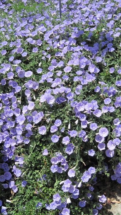 Convolvulus sabatius - Ground Morning Glory — Water-Wise Gardens by Jean Marsh Aiyana Core, Marsh Flowers, Swamp Wedding, Convolvulus Sabatius, Morning Core, Jean Marsh, Landscape Renovation, California Landscaping, Morning Glory Flowers