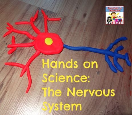 Nervous System Projects, Nervous System Activities, Human Body Projects, Human Body Science, Human Body Activities, Human Biology, Nerve Cells, Child Life Specialist, Human Body Unit