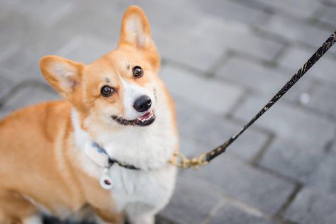 The Guide to Leash Training a Puppy or Dog Training A Puppy, Puppy Stages, Dog Leash Training, Leash Training, Most Popular Dog Breeds, Dog Stories, Purebred Dogs, Corgi Puppy, Mixed Breed Dogs