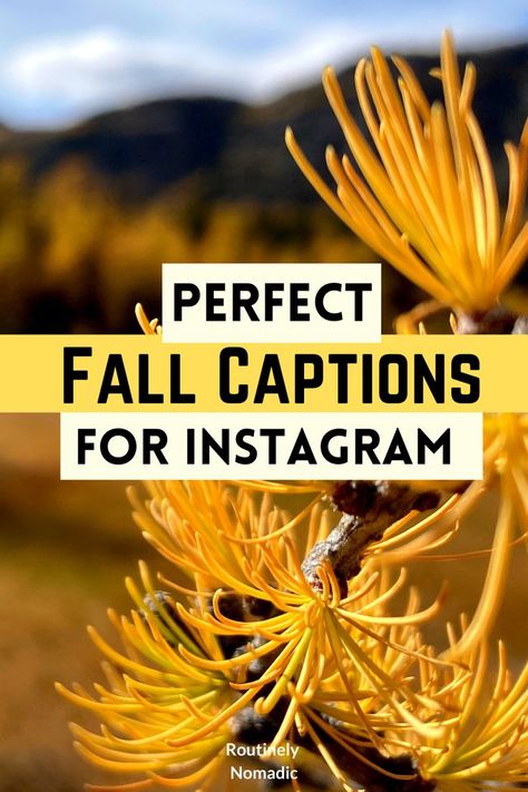 Closeup of a yellow larch tree needles with a mountain in the background the the words perfect fall caption for Instagram on top Fall Friends Quotes, Fall Quotes About Love, Fall Quotes For Couples, Fall Friend Quotes, Fall Couple Captions For Instagram, Fall Couple Quotes, Fall Family Quotes, Group Picture Captions, Fall Love Quotes