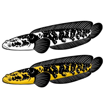 Channa Fish Logo, Channa Pulchra, Channa Fish, Ikan Channa, Snakehead Fish, Fish Animal, Fish Clipart, Fish Vector, Fish Logo