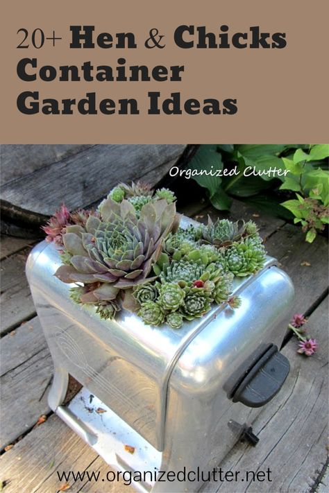 Hen and chicks (Sempervivum) can survive and grow with very little soil. Here are over 20 junky and quirky planters with hen and chicks. #containergarden #junkgarden #gardenjunk #countrygarden #rusticgarden