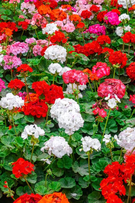 Deadheading Flowers, Growing Geraniums, Patio Flower Pots, Geranium Care, Blooms All Summer, Geraniums Garden, Potted Plants Patio, Geranium Plant, Patio Flowers