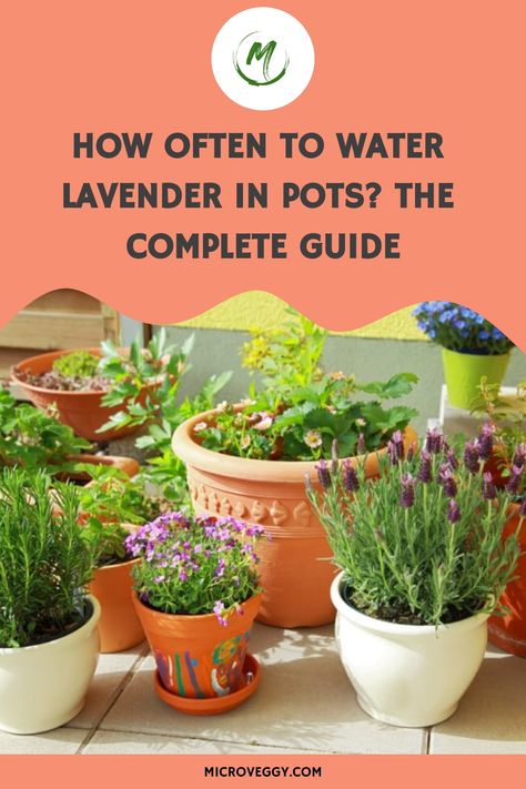 Do you want to know how often to water lavender in pots? This in depth article provides all the information required for healthy plants. Lavender In Pots, How To Propagate Lavender, Potted Lavender, Growing Lavender, Lavender Plant, Sandy Soil, Clay Soil, Water Me, Garden Soil