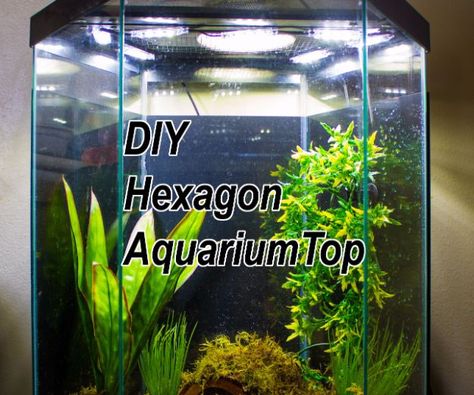 DIY Aquarium Ideas - Hexagon Aquarium Top - Cool and Easy Decorations for Tank Aquariums, Mason Jar, Wall and Stand Projects for Fish - Creative Background Ideas - Fun Tutorials for Kids to Make With Plants and Decor - Best Home Decor and Crafts by DIY JOY http://diyjoy.com/diy-aquariums Hexagon Fish Tank, Hexagon Aquarium, Aquarium Hood, Whites Tree Frog, Plastic Company, Diy Fish Tank, Aquarium Stand, Diy Aquarium, Diy Tank