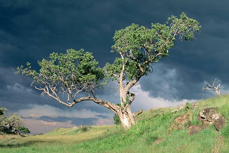 9,196 Fig Tree Photos and Premium High Res Pictures - Getty Images Tree Photos, Laptop Background, Laptop Backgrounds, Tree Photo, Room Deco, Tree Photography, Fig Tree, Photo Tree, Beach Scenes