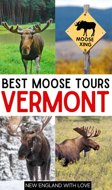 Four images of moose with text that reads: Best moose tours Vermont Vermont Travel, Vermont Vacation, Vermont Fall, Stowe Vt, Stowe Vermont, Visit Usa, Essex County, Lake Champlain, Boat Rental