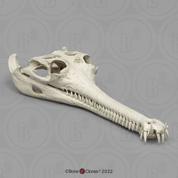 Gavial Skull Animal Skull Reference, Crocodile Skull, Tmnt Au, Alevel Art, Skull Reference, River Dolphin, Animal Skeletons, Animal Reference, Animal Skull