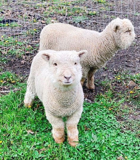 PENNY•Farm•Garden•Home•Vintage on Instagram: “Do you follow my friend Lana @lanastenner and her newest additions to the farm? William and Harry are Southdown Baby Doll sheep. Look at…” Baby Doll Sheep, Therapy Farm, Dream Therapy, Southdown Sheep, Farm Pets, Babydoll Sheep, William And Harry, Future Dreams, Farm Garden