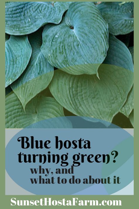 The blue hostas are always very popular and there are several shades of blue leafed hostas. Blue hostas leaves will become bluer and bluer each year as they move to maturity, usually about four to five years.  Learn about the sun's effect on blue hosta leaves.  Hosta love fresh from the farm.  SunsetHostaFarm.com. Blue Hosta, Shade Garden Design, Hosta Gardens, Shade Perennials, Backyard Farming, Gardening Advice, Seasonal Garden, Leaf Coloring, Flowers Perennials